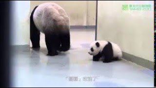 Giant Panda puts Baby Back To Bed