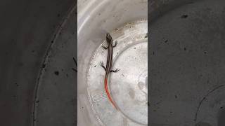 Small Mole Skink Lizard #shorts #lizard