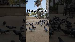 What's for dinner? #pigeons #barcelona #animal #spain #shorts #travel