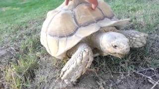 African Spurred Tortoise is safe at home!