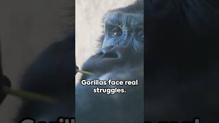 Gorillas Have A lot To Overcome to Survive #wildlife #shorts #gorillas