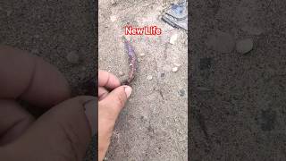 I saved a beautiful tiny fish that was almost died #fish #trending #fishing #ytshorts #shortsvideo