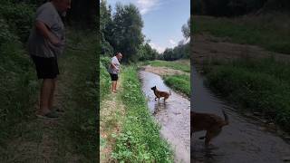 🎼 Când Bodo de la @PROCONSULvideo îți explică cum se dresează un 🐕 Malinois #shorts