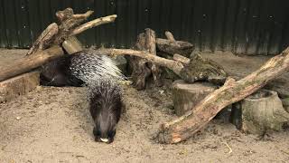 Axe Valley Wildlife Park (12th September 2020)