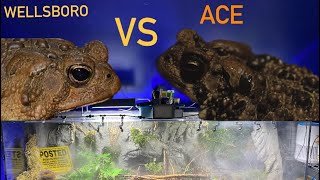 The Epic Battle for Supremacy: Pet American Toads Clash!