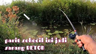 MANCING IKAN BETOK DI BAWAH BUNGA TERATAI MEMANG MANTAP