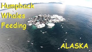 Drone views of Humpback Whales Feeding  in Alaska Prince William Sound