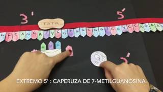 Transcripción 2LACB