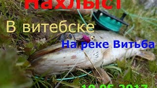 Нахлыст в Витебске на реке Витьба