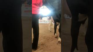 #pdfa #breeding #animals #viral #trending #cow