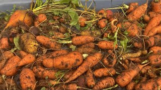 Cosecha de zanahorias. Carrot harvest. Récolte de carottes. Music: Airtone  - 'disEnchantment'.