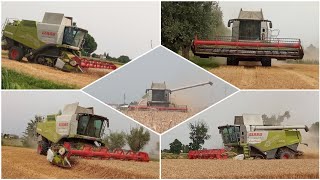 Trebbiatura Frumento 2024 #1 / Wheat Harvest