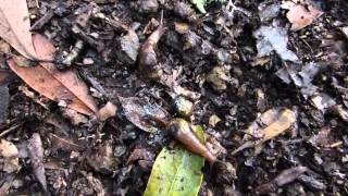 Cannibal snails, Tenerife