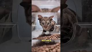 Котик с 4 ушками 🤠#топ #новости #shorts