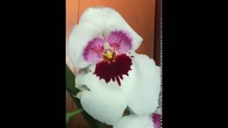 Miltoniopsis Mike  Golden Snows x Miltoniopsis Lillian Nakamoto "Tanto"  2016