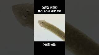 플라나리아에게 계란 노른자를 주면..?? #shorts