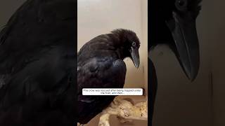 This crow was rescued after being trapped under the river, and then... #animalshorts