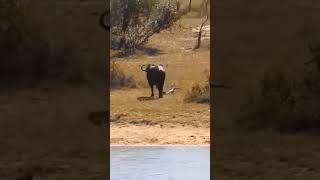 3 Lion's attack Big buffalo #wildlife #animals