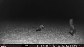 Skunk from the trail camera