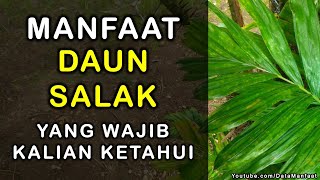 Manfaat Daun Salak | Khasiat Daun Salak Untuk Kesehatan Yang Wajib Kalian Ketahui