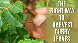 The right way to harvest curry leaves | How to make curry leaf plants bushy