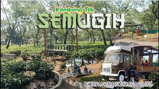 Kebun teh ini kok keren bangett, nih KAMPOENG TEH SEMUGIH || wisata lokal || WISATA PEMALANG