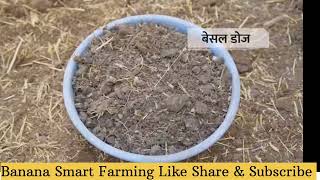 👨‍🌾मिट्टी के जबरदस्त पोषक तत्व 🚜This is How take care of Soil in Banana Farming