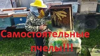 Пчелы жили без человека много лет