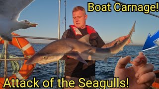 Boat Carnage! ATTACK OF THE SEAGULLS! Tope fishing on a boat - UK sea fishing