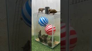 Mouse Trap Idea  #shorts #viral