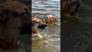 Seeley the yellow lab and dude the German Shepard chase sticks in canyon ferry lake, Montana.