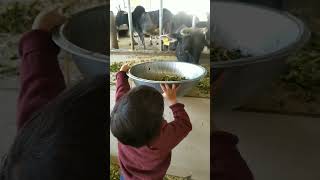 how difficult 😞 for little kid to feed cow🐄part-2#shortsfeed#rehmattinyshow