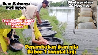 Makin banyak Babonya!!! Penambahan ikan mujair Babon Empang H amit ,spot mancing perdana Marunda