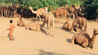 Camels  daily Routine drink water