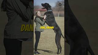 The Great Dane is Unbelievable 😱 | #viralshort #viral #viralvideo #dogs