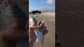 Fishing the beach in Texas when… #fishing #surffishing #beachfishing #beach #surf #fish