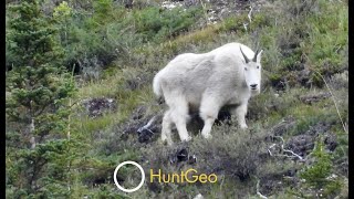 Mountain Goat - Scouting for Billy