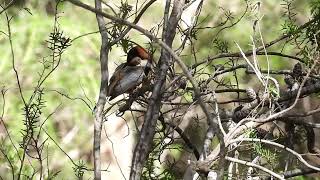 Eastern Spinebill