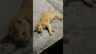 This street cat is being fed by the malay staff at the mart, I am asking it whether it has eaten ...