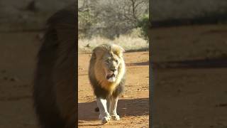 lion #shorts #viral #trending