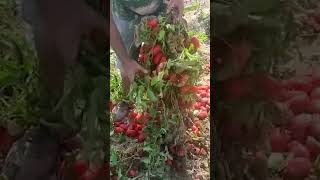 Sorpresa 😂 #pomodoro #openfield #agricolturabiologica #agriculture #concime #battiriacoating #agro