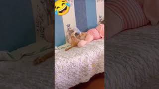 funny cats #shorts #viral