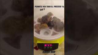 mini incubadora automática para huevos de gallina codorniz patos y todo tipo de aves