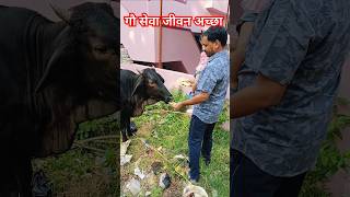 गौ सेवा करना चाहिए।