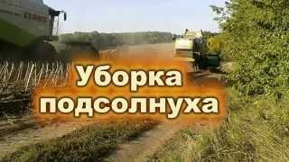 Уборка подсолнуха/The CLAAS combines. Ukraine.