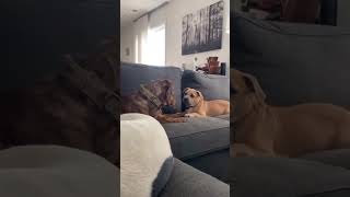 What happens when one dog chews other dog’s tail | #shorts #pets #petlover #funny