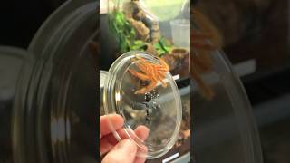 Setting up and rehousing a new arrival - the David Bowie Huntsman spider.