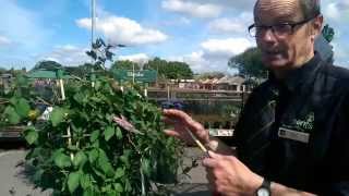 How to Prune Climbing Plants for Summer with Paul at Bents Garden & Home