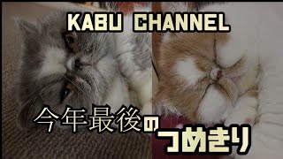 エキゾチックな猫 今年最後の爪切りです。