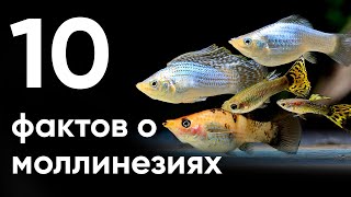 10 главных фактов о моллинезиях